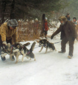 Sled Dog Races